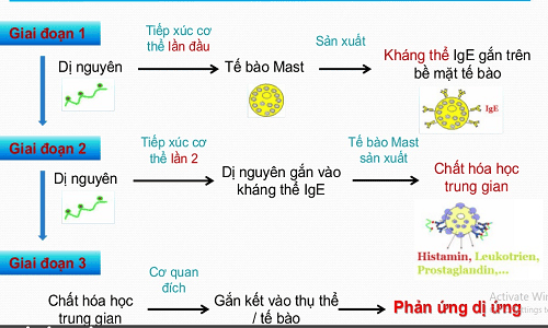 
Quá trình dị ứng thông thường sẽ diễn ra theo 3 giai đoạn: Giai đoạn mẫn cảm, giai đoạn sinh hóa bệnh và giai đoạn sinh lý bệnh
