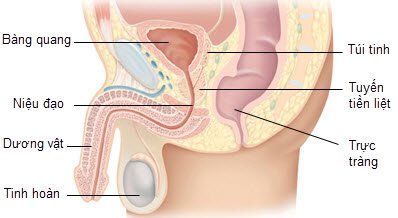 
Tuyến tiền liệt ở nam giới có thể bị tổn thương do bệnh whitmore gây ra
