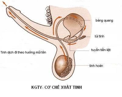 Xuất tinh mỗi lần rặn khi đi đại tiện có sao không?