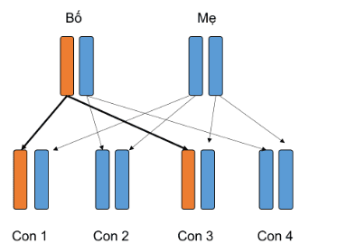 
Hình 1: Tính di truyền trội trên nhiễm sắc thể thường trong gia đình. Bố mang đột biến gen trội trên NST thường. Có 50% khả năng đứa trẻ sinh ra sẽ thừa hưởng bản sao gen đột biến này. Trong ví dụ này, Con 1 và Con 3 đều thừa hưởng bản sao có đột biến gen từ bố và do đó có nguy cơ phát triển bệnh.
