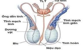 Phương pháp điều trị giãn tĩnh mạch tinh như thế nào?