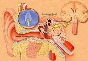 
Viêm dây thần kinh tiền đình ảnh hưởng nghiêm trọng đến chất lượng cuộc sống của người bệnh
