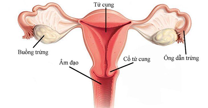 4. Chụp tử cung vòi trứng và những lưu ý khi thực hiện