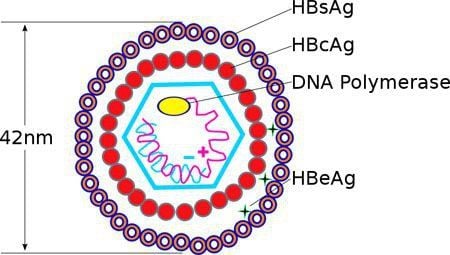 
Thuốc ức chế miễn dịch IL- 23 có thể làm giảm sự thanh thải HBV
