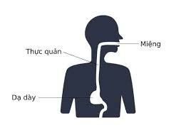 What medical techniques help diagnose esophageal perforation?