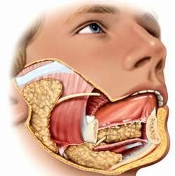 
Quá trình tiêu hóa thức ăn ở người diễn ra tại miệng thường rất ngắn
