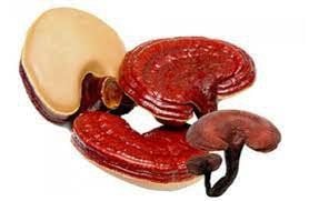 6 benefits of Ganoderma lucidum