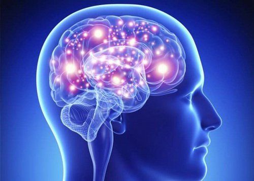 
Amygdala là một trong hai nhóm nhân hình quả hạnh nằm sâu trong thùy thái dương
