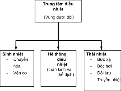 
Sinh lý điều nhiệt của động vật máu nóng.
