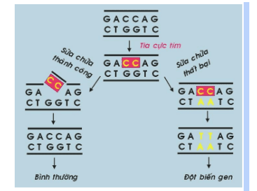 
Cơ chế sinh ung của tia cực tím.
