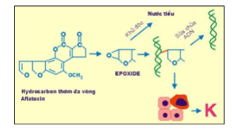 
Cơ chế sinh ung của hydrocarbon thơm và aflatoxin.
