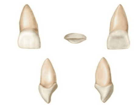 Functions of incisors