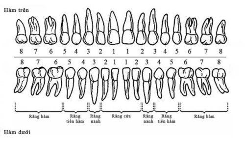 
Khả năng nhai của răng phụ thuộc vào hệ số răng của cung hàm
