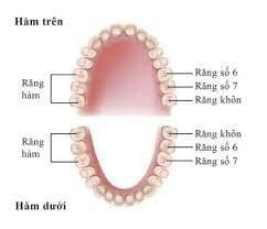 What is dental arch? How to read and observe the position of teeth