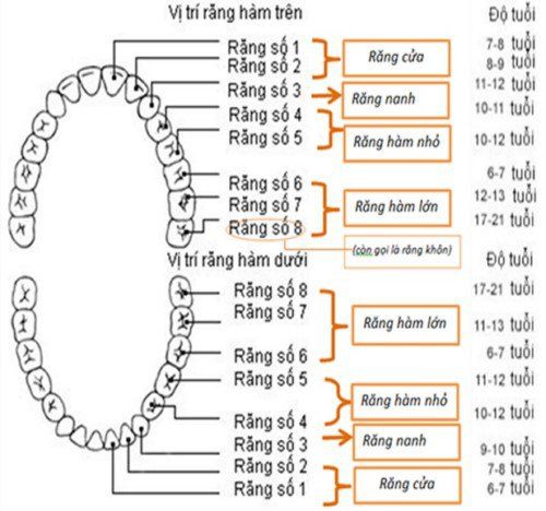 
Cách đọc và quan sát vị trí các răng
