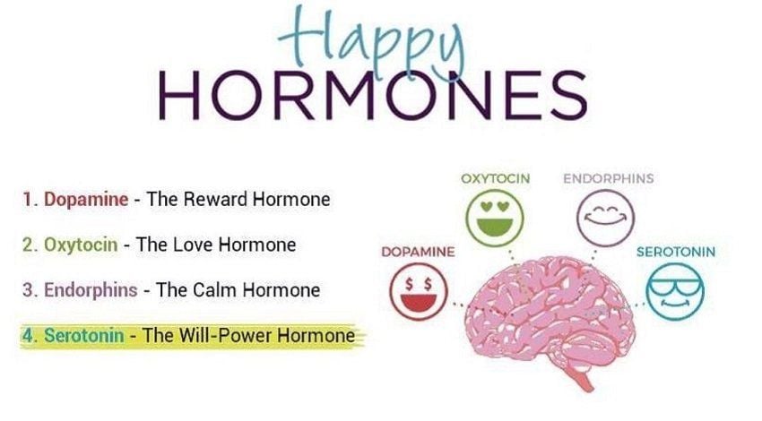 4. Vai trò của estrogen đối với cơ thể