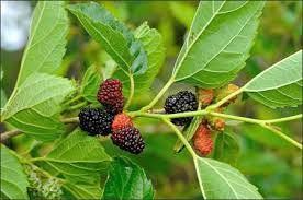 Mulberry leaves: Uses and benefits