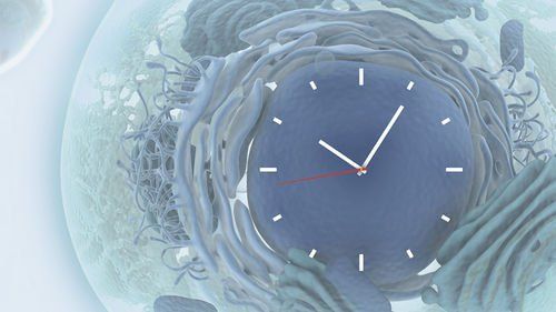 Which hormone is responsible for the body's circadian rhythms?