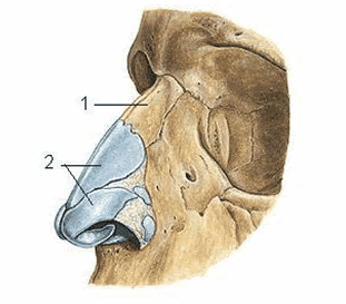 
Khung xương sụn của mũi ngoài (1. Xương mũi 2. Các sụn mũi)
