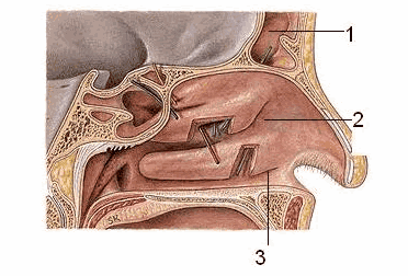 
Thành ngoài ổ mũi (1. Xoang trán 2. Ngách mũi giữa 3. Ngách mũi dưới)
