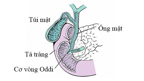 Measure the pressure of the sphincter of Oddi and common disorders on the meter