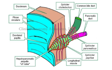 
Rối loạn ở cơ vòng Oddi gây ảnh hưởng đến đường mật và đường tụy
