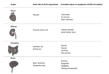 Interaction of SARS-COV-2 with normal tissue and liver