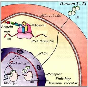 
Các thụ thể trong tế bào còn được gọi là thụ thể nội bào gồm có Thụ thể bào tương và Thụ thể nhân tế bào
