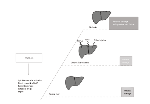 
Các cơ chế giả định gây ra tổn thương gan trong quá trình bệnh do covid-19 được báo cáo ở phía bên trái của hình. Phần bên phải mô tả kết quả có thể xảy ra tùy theo tình trạng gan cơ bản của bệnh nhân. NAFLD: Bệnh gan nhiễm mỡ không do rượu; COVID-19: Bệnh do coronavirus 2019.
