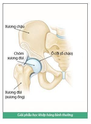 Giải phẫu học khớp háng bình thường