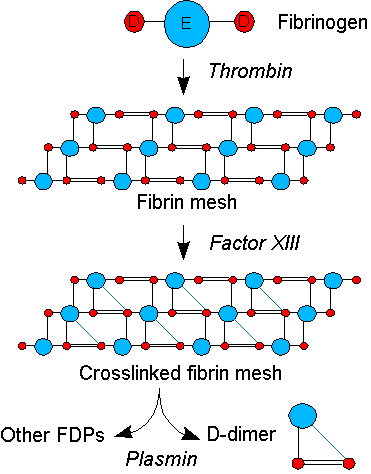 
Hình ảnh mô tả quá trình hình thành D-Dimer
