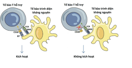 
Quá trình để kích hoạt tế bào T sẽ trải qua các giai đoạn khác nhau
