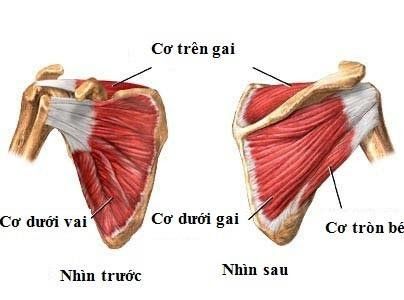 
Hình ảnh: gân cơ chóp xoay
