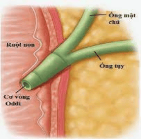 
Cơ vòng Oddi có liên quan đến đường mật và đường tụy
