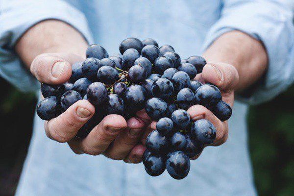 Eating grapes good for sleep? | Vinmec