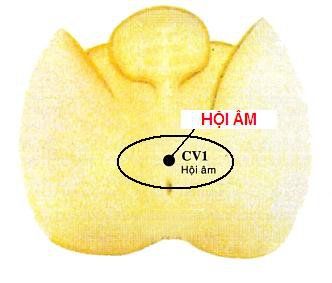 
Huyệt hội âm là một trong các huyệt ở vùng kín
