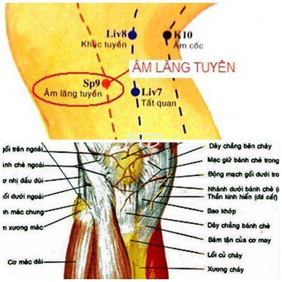 
Châm cứu cổ truyền để phát huy tối đa hiệu quả của huyệt Âm Lăng Tuyền
