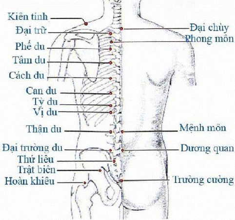 
Huyệt Cách Du nằm ở vị trí huyệt đạo 17.
