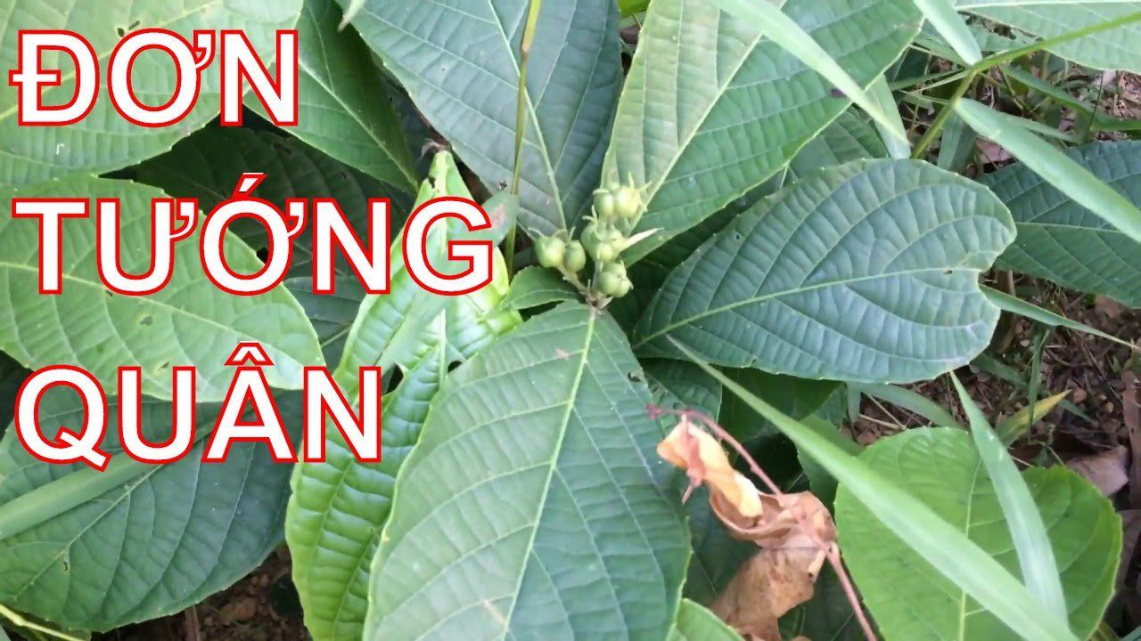 4. Cách sử dụng cây đơn tướng quân trong y học dân gian