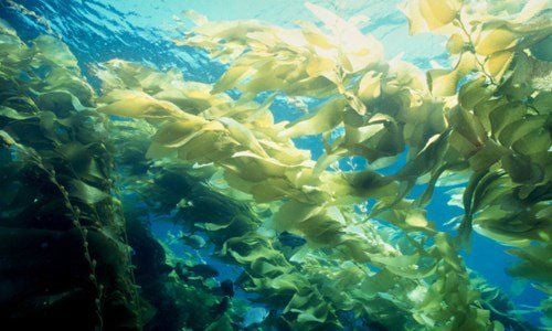 Tảo biển có tác dụng gì? Cách chọn được loại tảo biển tốt