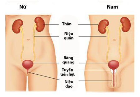 Nghi ngờ tắc đường dẫn tiểu có thể chẩn đoán bằng kỹ thuật nào?