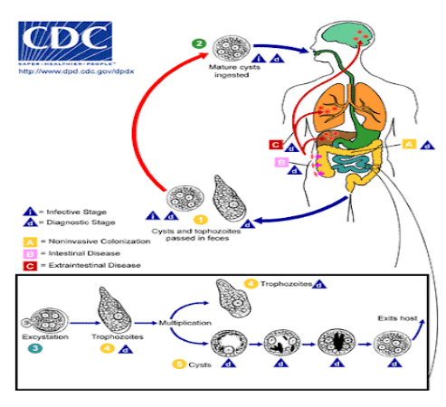 
Chu kỳ sinh học và phát triển của E. histolytica
