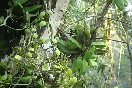 Cây cỏ tai chuột được ứng dụng trong điều trị một số bệnh lý bằng Y Học Cổ Truyền