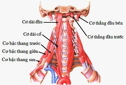 Cơ thẳng đầu trước và cơ thẳng đầu ngoài thuộc các cơ vùng cổ