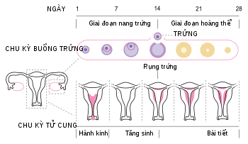 
Quá trình sinh lý chu kỳ kinh nguyệt được trải qua các giai đoạn khác nhau
