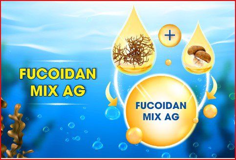 
Fucoidan Mix Ag từ Fucoidan từ tảo và nấm Agaricus
