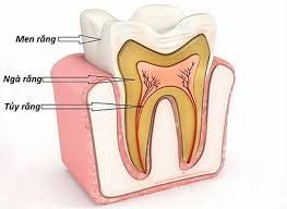 Ống tủy răng của người già sẽ như thế nào?