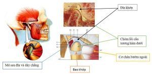 Các bệnh lý khớp thái dương hàm.