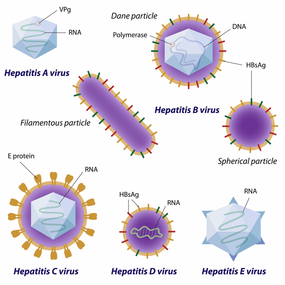 Bạn nhiễm virus viêm gan A, B, C như thế nào?