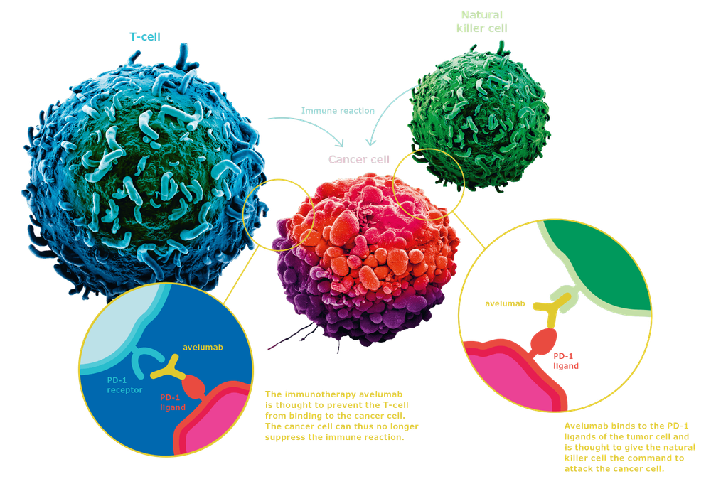 
Pembrolizumab giúp tăng cường phản ứng miễn dịch chống lại các tế bào ung thư
